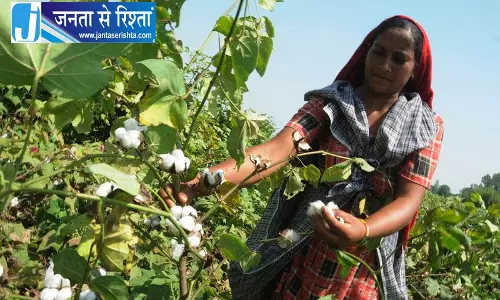 Haryana: कपास किसानों के लिए आर्थिक सहायता की घोषणा Haryana: कपास किसानों के लिए आर्थिक सहायता की घोषणा