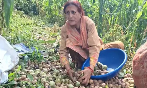 J-K के किसानों का नया कदम अखरोट खेती से बढ़ेगी कमाई