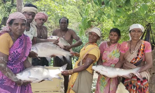 तालाब बना महिलाओं की तरक्की का आधार, मछली पालन से लाखों की कमाई तालाब बना महिलाओं की तरक्की का आधार, मछली पालन से लाखों की कमाई