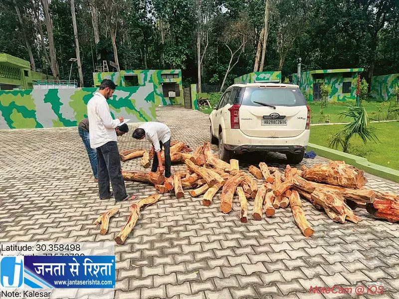 यमुनानगर में अवैध खैर लकड़ी जब्त यमुनानगर में अवैध खैर लकड़ी जब्त
