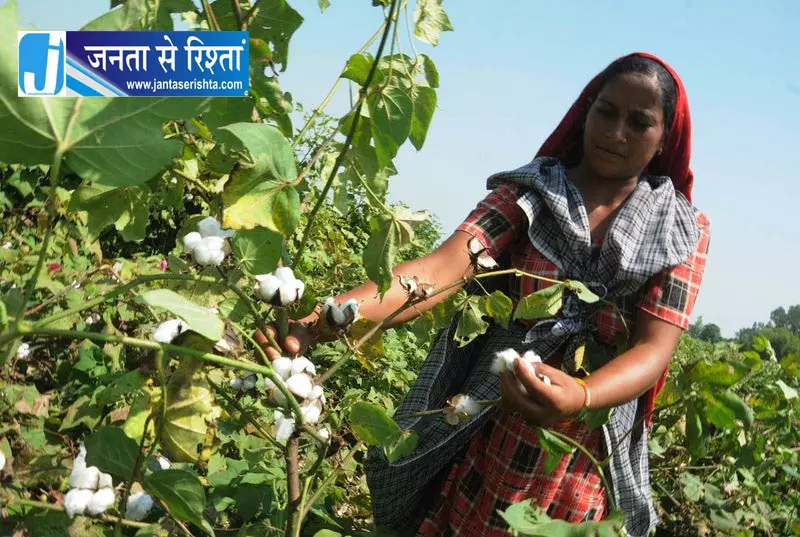 Haryana: कपास किसानों के लिए आर्थिक सहायता की घोषणा Haryana: कपास किसानों के लिए आर्थिक सहायता की घोषणा