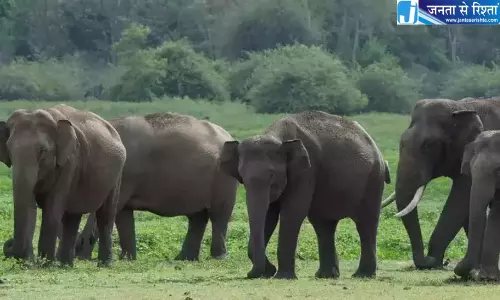 Andhra: शेषाचलम में हाथियों के झुंड की हलचल को लेकर गांवों को अलर्ट Andhra: शेषाचलम में हाथियों के झुंड की हलचल को लेकर गांवों को अलर्ट