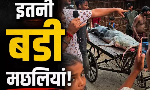 नेपाल से बहकर भारत आई बड़ी-बड़ी मछलियां, 100 KG वाली मछली की झलक देखने उमड़ी भीड़