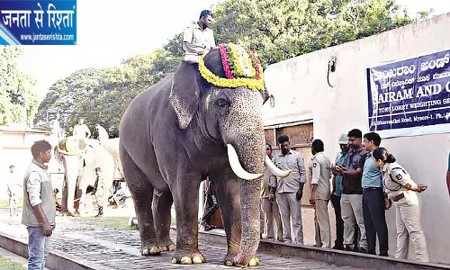मैसूर दशहरा के हाथियों की हुई वजन जांच
