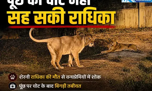 इटावा सफारी में शेरनी राधिका की मौत डेढ़ महीने बाद हारी जिंदगी की जंग