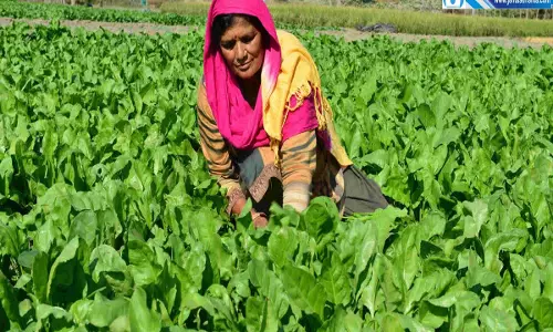 हिमाचल में प्राकृतिक खेती का असर रासायनिक खाद का घटा इस्तेमाल