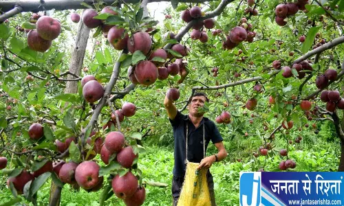 Himachal सेब उत्पादकों ने उठाए सवाल