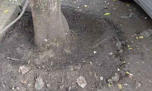 रायपुर में 2861 ट्री गार्ड और 1400 कंक्रीट घेरे हटे, पेड़ों को मिली खुलकर सांस रायपुर में 2861 ट्री गार्ड और 1400 कंक्रीट घेरे हटे, पेड़ों को मिली खुलकर सांस