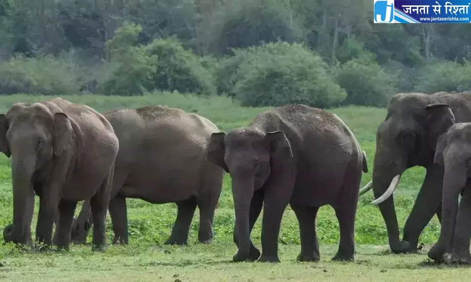 Andhra: शेषाचलम में हाथियों के झुंड की हलचल को लेकर गांवों को अलर्ट Andhra: शेषाचलम में हाथियों के झुंड की हलचल को लेकर गांवों को अलर्ट