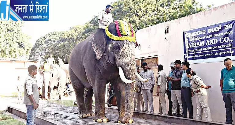 मैसूर दशहरा के हाथियों की हुई वजन जांच