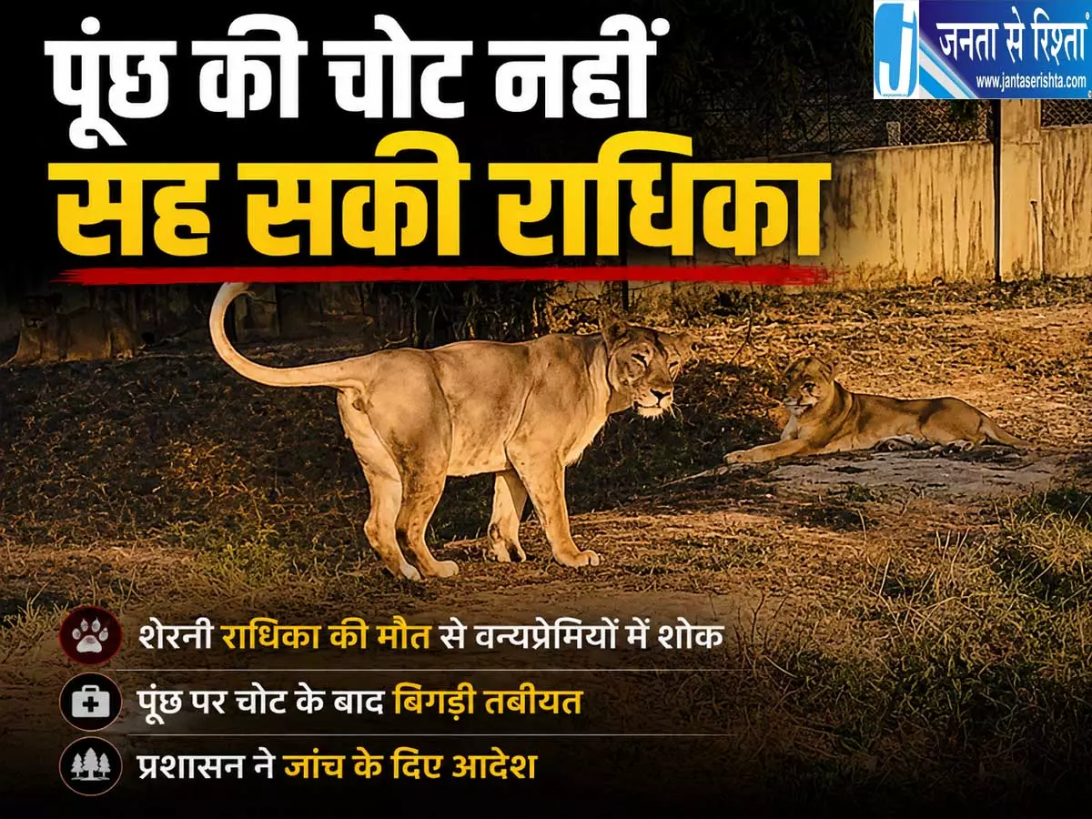 इटावा सफारी में शेरनी राधिका की मौत डेढ़ महीने बाद हारी जिंदगी की जंग इटावा सफारी में शेरनी राधिका की मौत डेढ़ महीने बाद हारी जिंदगी की जंग