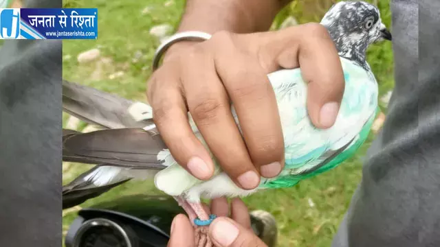 हीरानगर में पाकिस्तानी नंबर वाली रिंग लगा कबूतर मिला हीरानगर में पाकिस्तानी नंबर वाली रिंग लगा कबूतर मिला