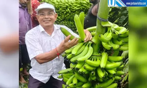 विदेशी केले की खेती से बदली किस्मत बाराबंकी किसान को मिला ज्यादा भाव विदेशी केले की खेती से बदली किस्मत बाराबंकी किसान को मिला ज्यादा भाव