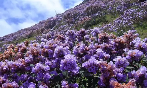 नीलकुरिंजी दर्शन पर नए नियम लागू