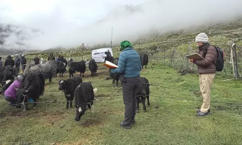 याक संस्कृति की झलक बछड़ा रैली में शामिल हुए लाचेन के पशुपालक