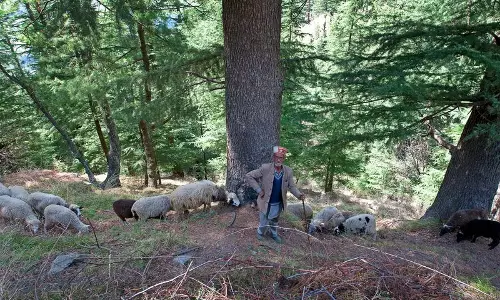Himachal Pradesh: प्रवासी मार्गों की सुरक्षा और चराई के नियमन के लिए नई नीति लागू