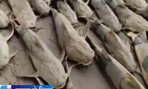 बाढ़ के पानी से आईं रहस्यमयी मछलियां खाने से सावधान बाढ़ के पानी से आईं रहस्यमयी मछलियां खाने से सावधान