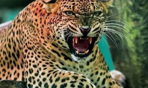 Haridwar: गुलदार की चहलकदमी से बिल्केश्वर में दहशत, कॉलोनी तक पहुंचा शिकारी जानवर