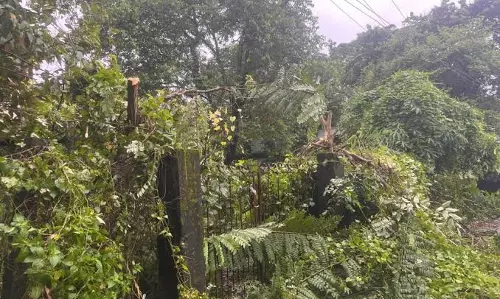 बिजली की अनिश्चित सप्लाई और पेड़ काटने से नाराजगी: निशाने पर APDCL बिजली की अनिश्चित सप्लाई और पेड़ काटने से नाराजगी: निशाने पर APDCL