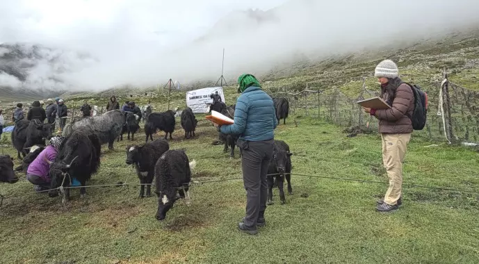 याक संस्कृति की झलक बछड़ा रैली में शामिल हुए लाचेन के पशुपालक याक संस्कृति की झलक बछड़ा रैली में शामिल हुए लाचेन के पशुपालक