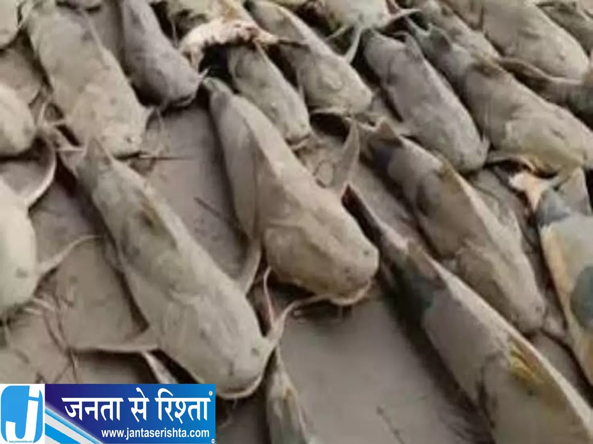 बाढ़ के पानी से आईं रहस्यमयी मछलियां खाने से सावधान बाढ़ के पानी से आईं रहस्यमयी मछलियां खाने से सावधान