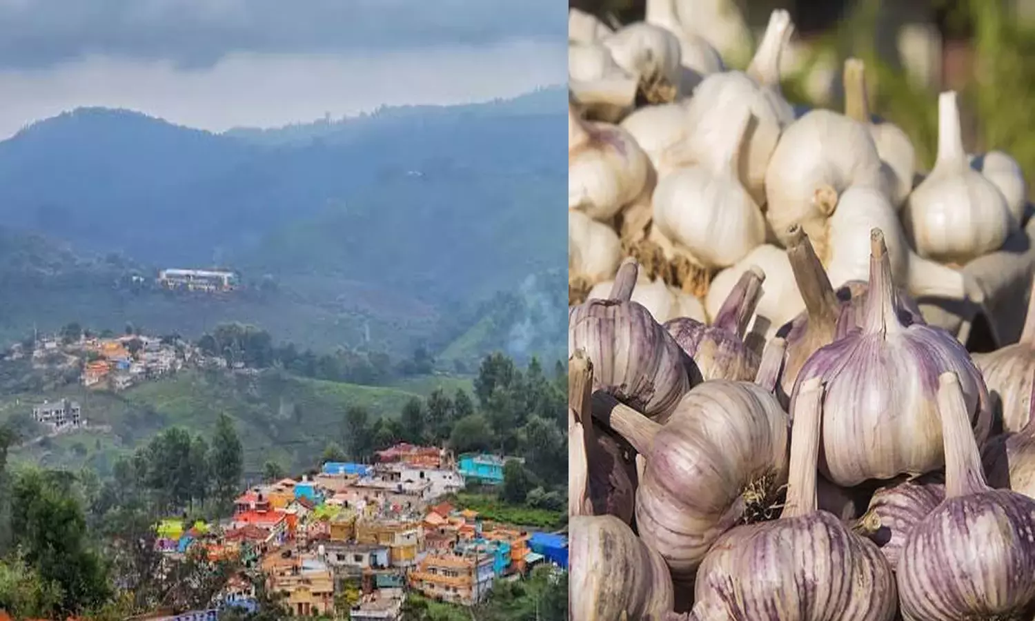 कांचीपुरम मिर्च, मनाप्पराई बैंगन, ऊटी लहसुन: तमिलनाडु ने 8 के लिए जीआई टैग की मांग की कांचीपुरम मिर्च, मनाप्पराई बैंगन, ऊटी लहसुन: तमिलनाडु ने 8 के लिए जीआई टैग की मांग की