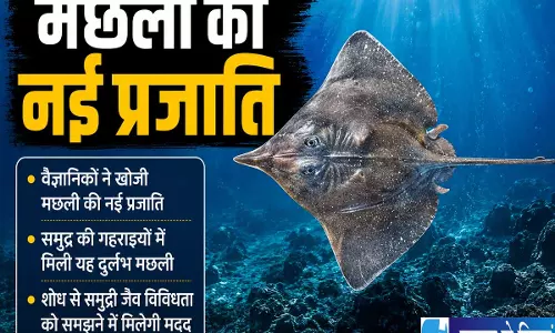भारतीय वैज्ञानिकों की बड़ी खोज अरब सागर में मिली स्केट मछली की नई प्रजाति