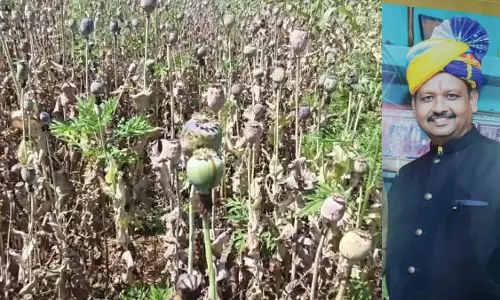 अफीम खेती कांड में बीजेपी नेता को राहत, 5 महीने से जेल में बंद विनायक ताम्रकार को जमानत अफीम खेती कांड में बीजेपी नेता को राहत, 5 महीने से जेल में बंद विनायक ताम्रकार को जमानत