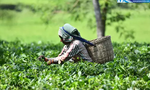 Tamil Nadu: नीलगिरी के छोटे चाय उत्पादकों के लिए तकनीकी सहायता Tamil Nadu: नीलगिरी के छोटे चाय उत्पादकों के लिए तकनीकी सहायता