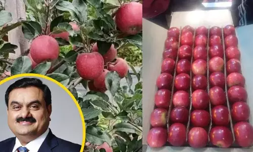 सेब खरीद को लेकर कंपनियों में बढ़ी प्रतिस्पर्धा एक दिन में पांच रुपये तक बढ़े दाम