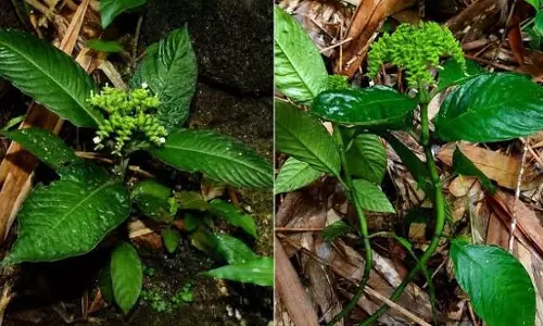 GCU प्रोफेसर की बड़ी उपलब्धि: कैंसर रोधी गुणों वाले नए पौधे की खोज
