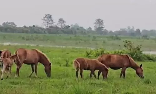 सुप्रीम कोर्ट का फैसला: ऑयल इंडिया दायर कर सकेगी डिब्रू-सैखोवा पर नई याचिका