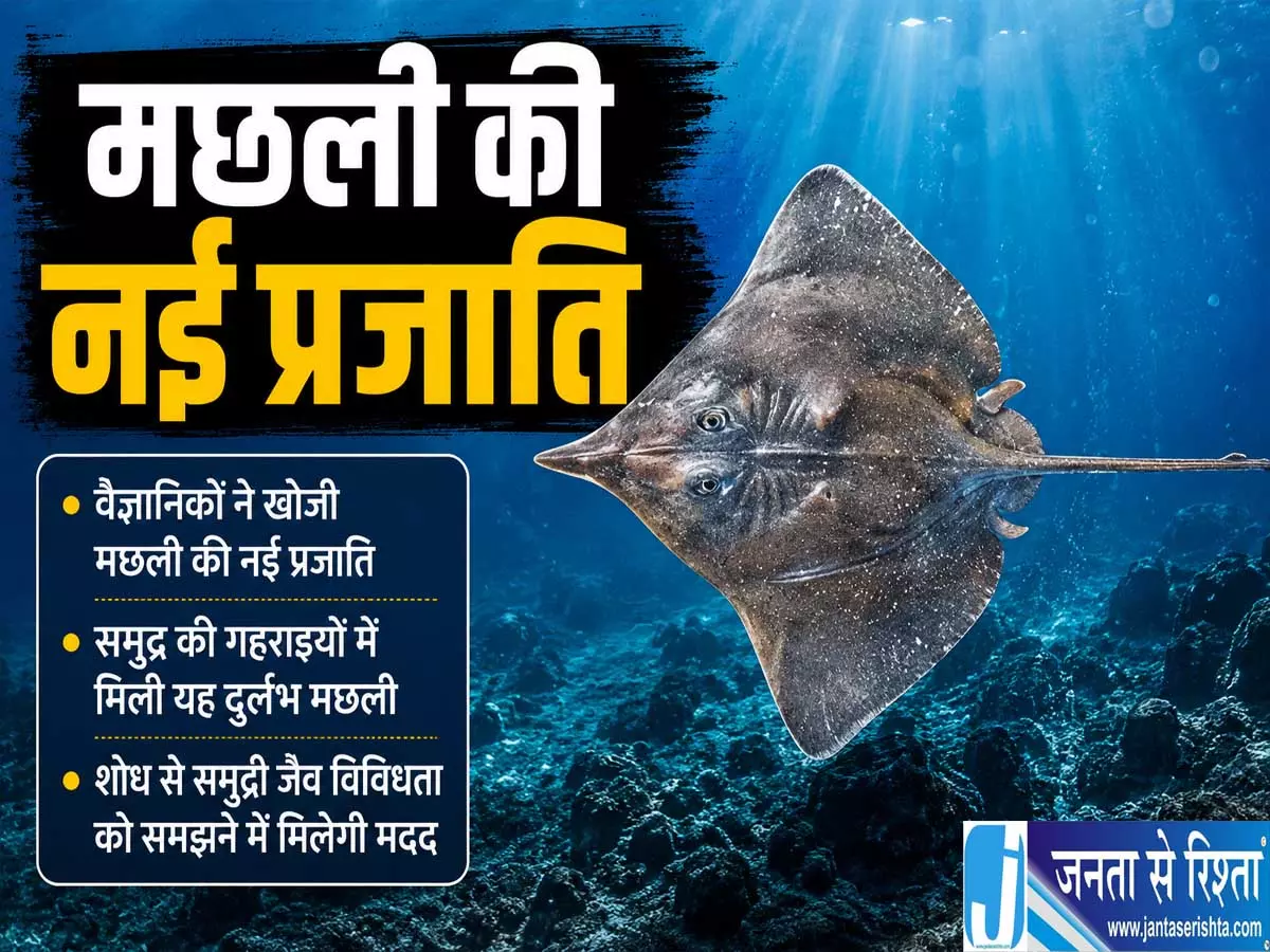 भारतीय वैज्ञानिकों की बड़ी खोज अरब सागर में मिली स्केट मछली की नई प्रजाति भारतीय वैज्ञानिकों की बड़ी खोज अरब सागर में मिली स्केट मछली की नई प्रजाति