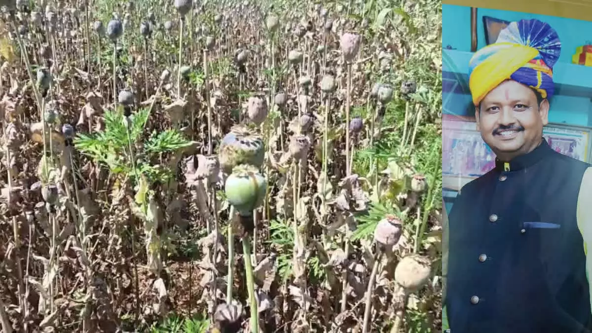 अफीम खेती कांड में बीजेपी नेता को राहत, 5 महीने से जेल में बंद विनायक ताम्रकार को जमानत अफीम खेती कांड में बीजेपी नेता को राहत, 5 महीने से जेल में बंद विनायक ताम्रकार को जमानत