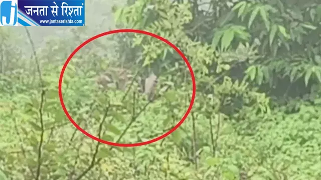 GPS से हाथियों की निगरानी कर रहा वन विभाग GPS से हाथियों की निगरानी कर रहा वन विभाग
