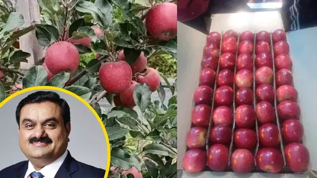 सेब खरीद को लेकर कंपनियों में बढ़ी प्रतिस्पर्धा एक दिन में पांच रुपये तक बढ़े दाम सेब खरीद को लेकर कंपनियों में बढ़ी प्रतिस्पर्धा एक दिन में पांच रुपये तक बढ़े दाम