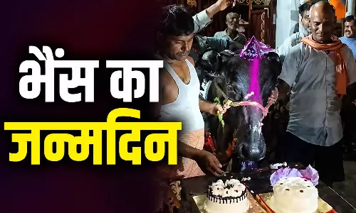 भैंस ‘बसंती’ का जन्मदिन पूरे उत्साह के साथ मनाया, केक भी खिलाया भैंस ‘बसंती’ का जन्मदिन पूरे उत्साह के साथ मनाया, केक भी खिलाया
