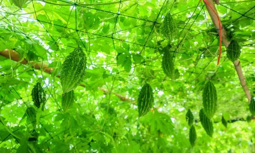 करेले की उन्नत खेती से चमकी किसान की किस्मत