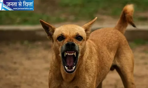 कुत्तों के झुंड ने बच्ची को नोचा गंभीर घायल