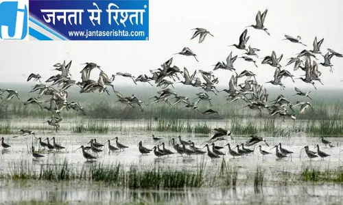 Bhitarkanika में मानसून पक्षी गणना शुरू Bhitarkanika में मानसून पक्षी गणना शुरू