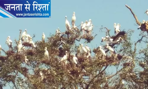भितरकनिका में पक्षियों की तीन दिवसीय गिनती शुरू भितरकनिका में पक्षियों की तीन दिवसीय गिनती शुरू