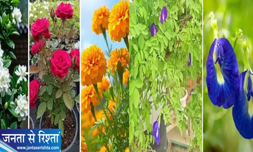 मौसम बदलते ही लगाएं ये फूल कुछ समय में दिखेगा शानदार असर मौसम बदलते ही लगाएं ये फूल कुछ समय में दिखेगा शानदार असर