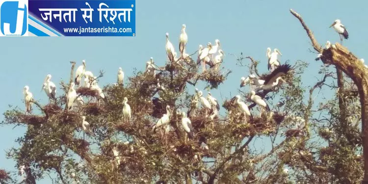 भितरकनिका में पक्षियों की तीन दिवसीय गिनती शुरू भितरकनिका में पक्षियों की तीन दिवसीय गिनती शुरू