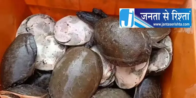 मलकानगिरी में 155 संरक्षित कछुए बरामद मलकानगिरी में 155 संरक्षित कछुए बरामद