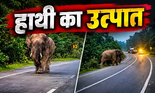 हाईवे पर आया हाथी, एक घंटे बंद रहा रास्ता हाईवे पर आया हाथी, एक घंटे बंद रहा रास्ता