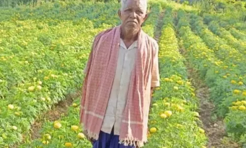धान से गेंदा की खेती की ओर बढ़े, कमाया 3.96 लाख धान से गेंदा की खेती की ओर बढ़े, कमाया 3.96 लाख