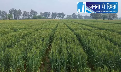 PAU की नई गेहूं किस्म इस महीने लॉन्च PAU की नई गेहूं किस्म इस महीने लॉन्च
