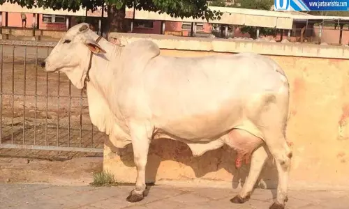 हरियाणा में देसी गायों से किसानों की बढ़ी कमाई दूध के साथ खाद से भी फायदा