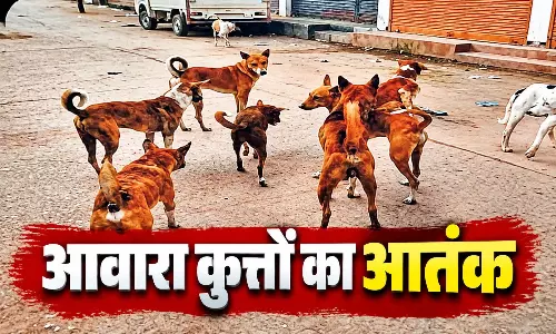 घर में आ धमके आवारा कुत्ते, झुंड ने बुजुर्ग को नोचकर मार डाला घर में आ धमके आवारा कुत्ते, झुंड ने बुजुर्ग को नोचकर मार डाला
