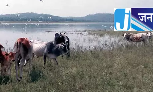 Kangra पोंग वेटलैंड में फंसी गायों का सफल रेस्क्यू